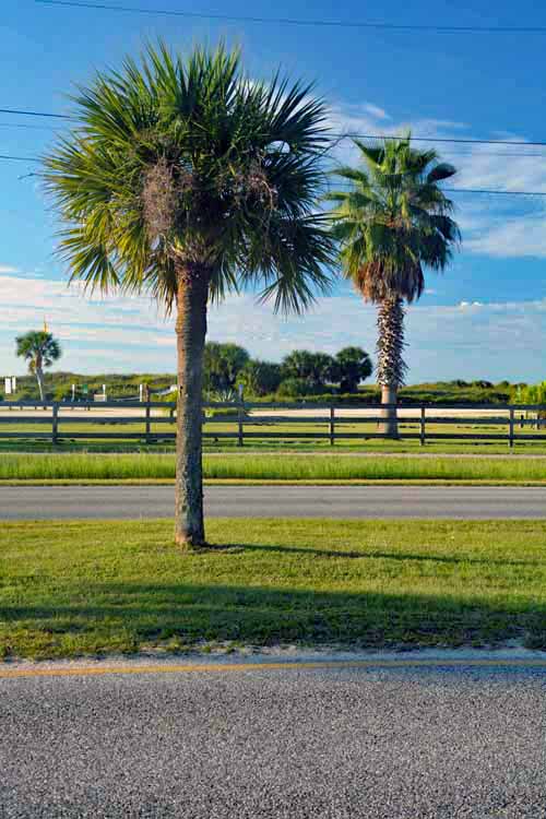 palm trees